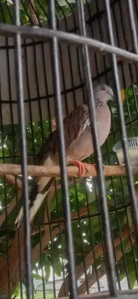 Dijual burung  tekukur