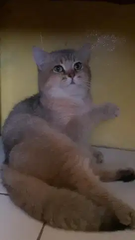 KUCING BSH GOLDEN