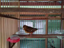 Kenari betina lokal