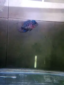 ikan louhan kamfa f2 thai