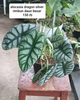 Jual tanaman hias bandung