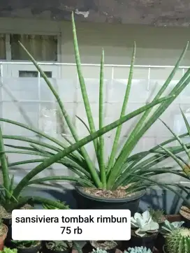 Jual tanaman hias bandung