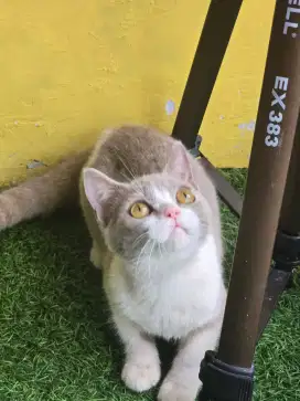Kucing british shorthair bsh british shorthair