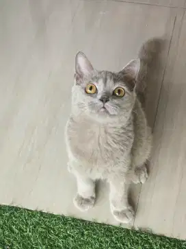 Kucing british shorthair bsh british shorthair