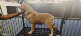 Golden Retriever