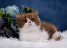 Kucing british shorthair bsh british shorthair