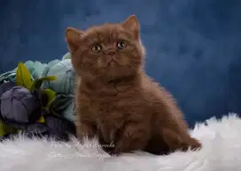 Kucing british shorthair bsh british shorthair
