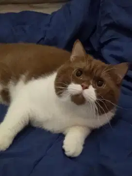 Kucing british shorthair bsh british shorthair