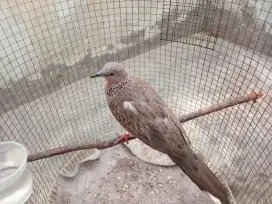Burung tekukur lokasi vilmut bogor