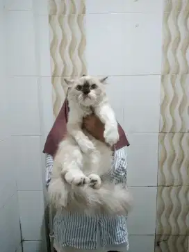 Kucing hima x ragdoll betina
