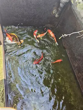 IKAN KOI BORONGAN