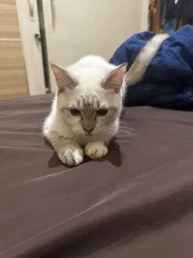 Kucing himalaya mix bsh kitten betina