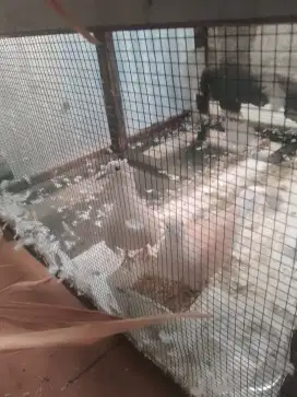 Burung puter rawat sudah gacor parah