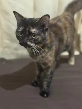 Kucing kitten betina tortie mix bsh persia