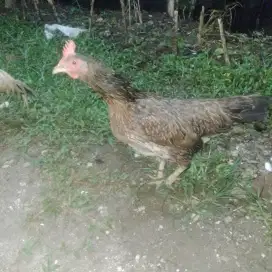 Ayam kampung sejodo biang ny lagi nelur