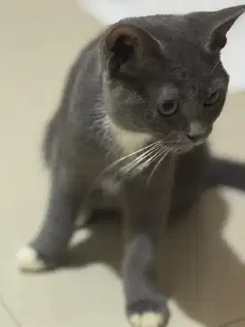Kucing kitten bsh mix persia betina