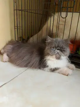 peaknose himalaya