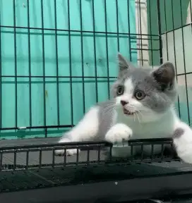 BSH BRITISH SHORTHAIR BICOLOR BLUE BETINA