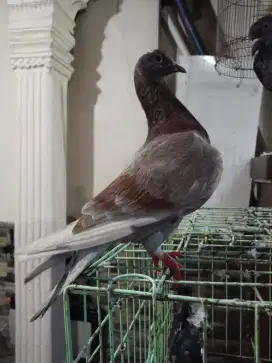 Merpati kolong bebas
