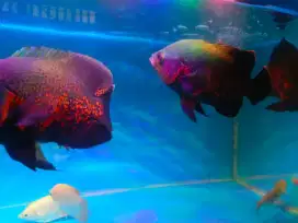 Dijual ikan  Oscar tiger
