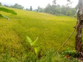Jual tanah datar persawahan