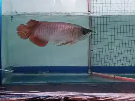 Arwana super red -+32cm