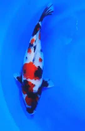 Ikan koi maruten Showa jumbo 41cm body bulky