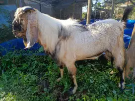 Kambing Jawa randu