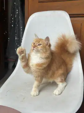 Kucing Mainecoon jantan/betina super