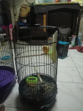 Burung kenari cwe