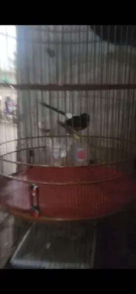 Jual murai batu medan