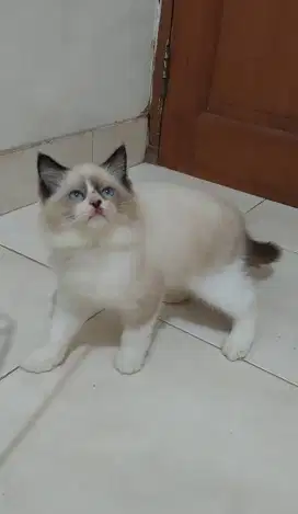 Kitten ragdoll bicolor simetris mata biru