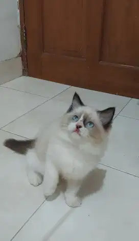 Kucing ragdoll bicolour simetris mata biru jantan 3 bulan