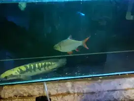 Ikan Channa YS maru