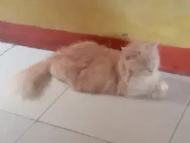 Adopsi kucing anggora