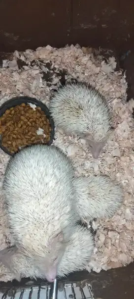 Anakan landak mini albino