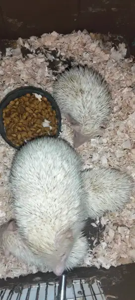 Anakan landak mini albino