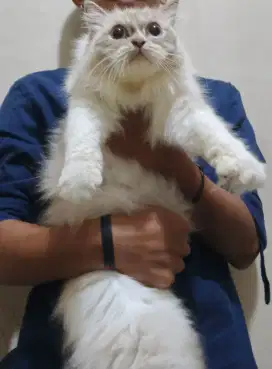 Ragdoll betina gemuk lincah