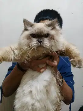 Ragdoll jantan bulu badan tebal