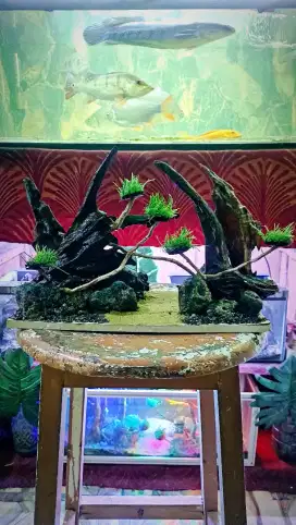 Aquascape ukuran 35x16x25