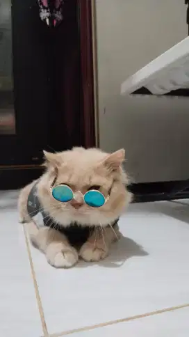 Kucing persia jantan longhair