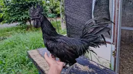 ayam cemani lidah abu abu dan kate asli indonesia indukan dan anakan