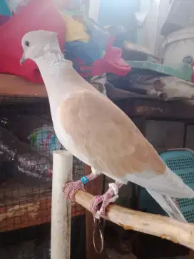 Puter jambul iraq
