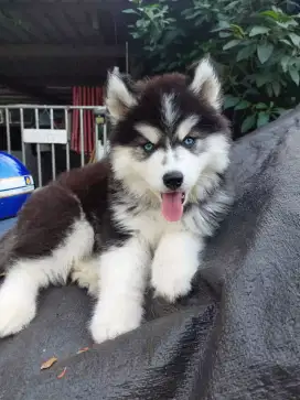 JUAL ANJING SIBERIAN HUSKY