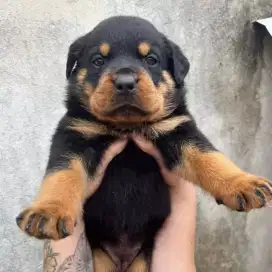 JUAL ANJING ROTTWEILER