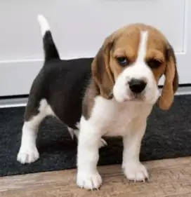 JUAL ANJING BEAGLE