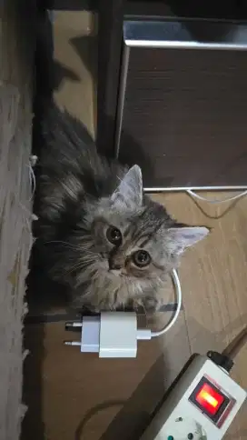 Munchkin Persia