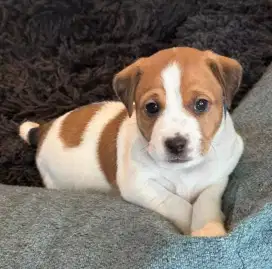 JUAL ANJING JACK RUSSELL