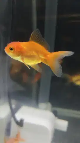 Ikan mas koki 5cm