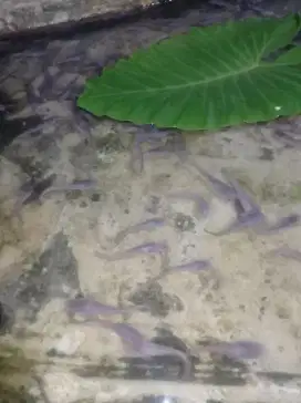IKAN LELE  segar